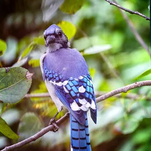 bluejays