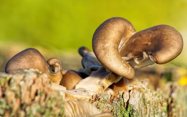 infectedmushroom1